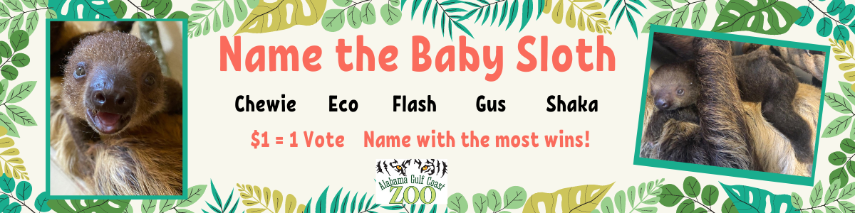 Vote To Name Our Baby Sloth! : Alabama Gulf Coast Zoo