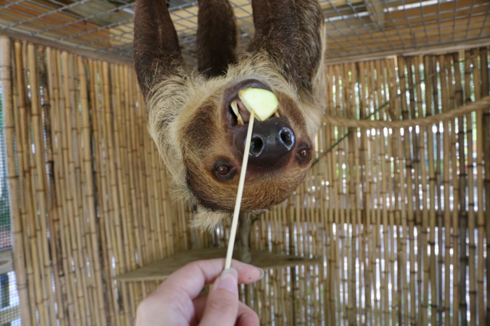 Animal Encounters - Sloth : Alabama Gulf Coast Zoo