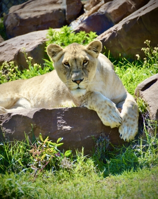 Lights For Lions : Alabama Gulf Coast Zoo