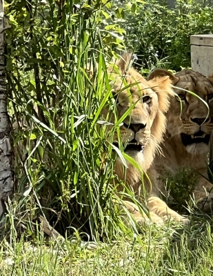 African lions, Daniel and Chadwick