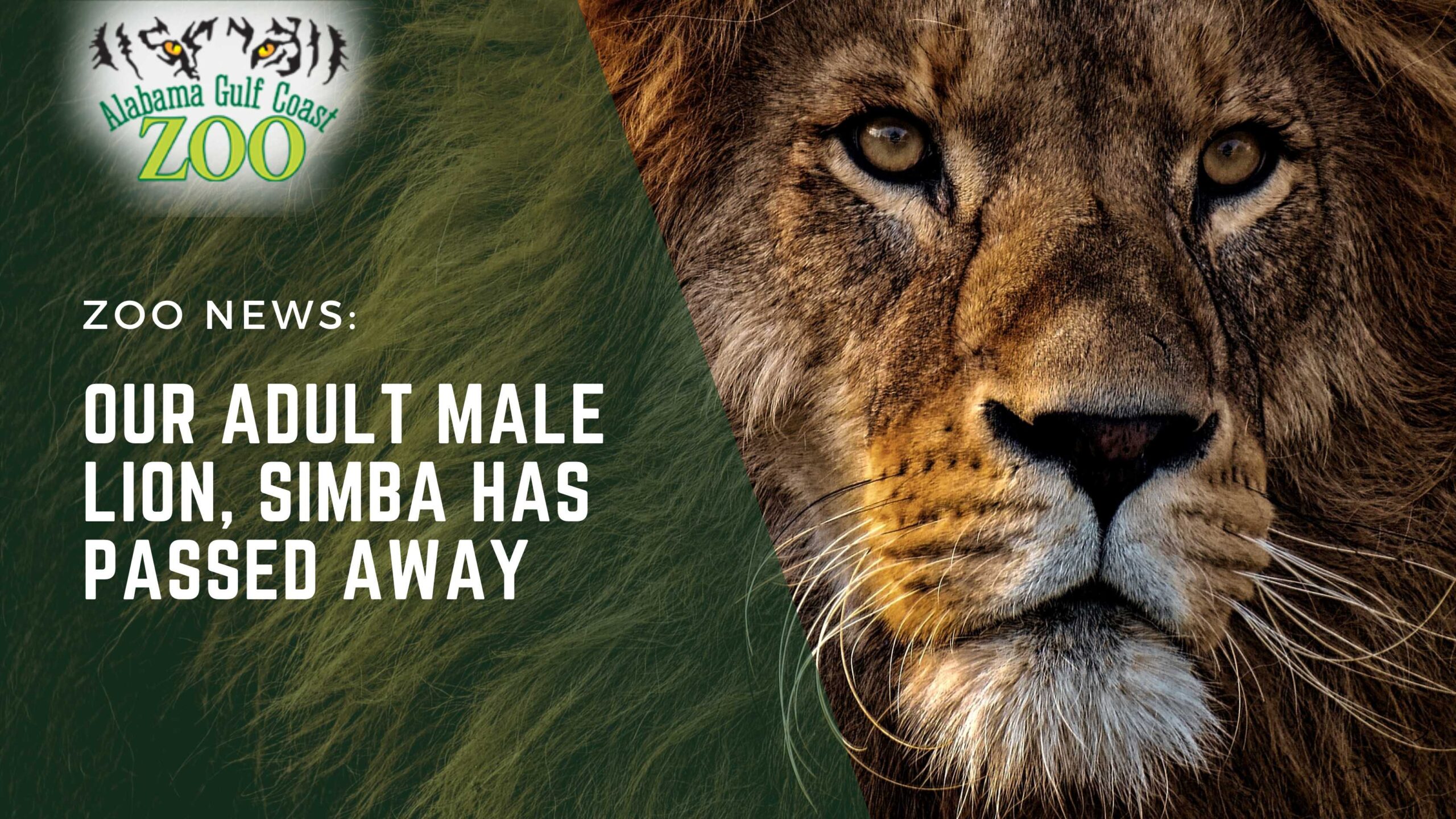 激レア Goodbye Miss Misanthropy SIMBA 12' 激レア Goodbye Miss Misanthropy SIMBA 12' 激レア Goodbye Miss