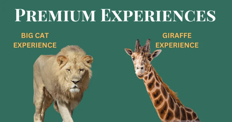 Copy of Premium Experiences ALL (1)