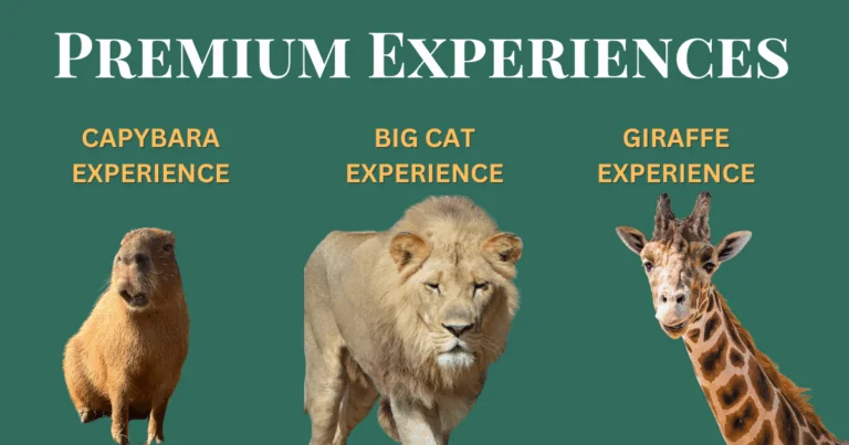 Copy of Premium Experiences ALL