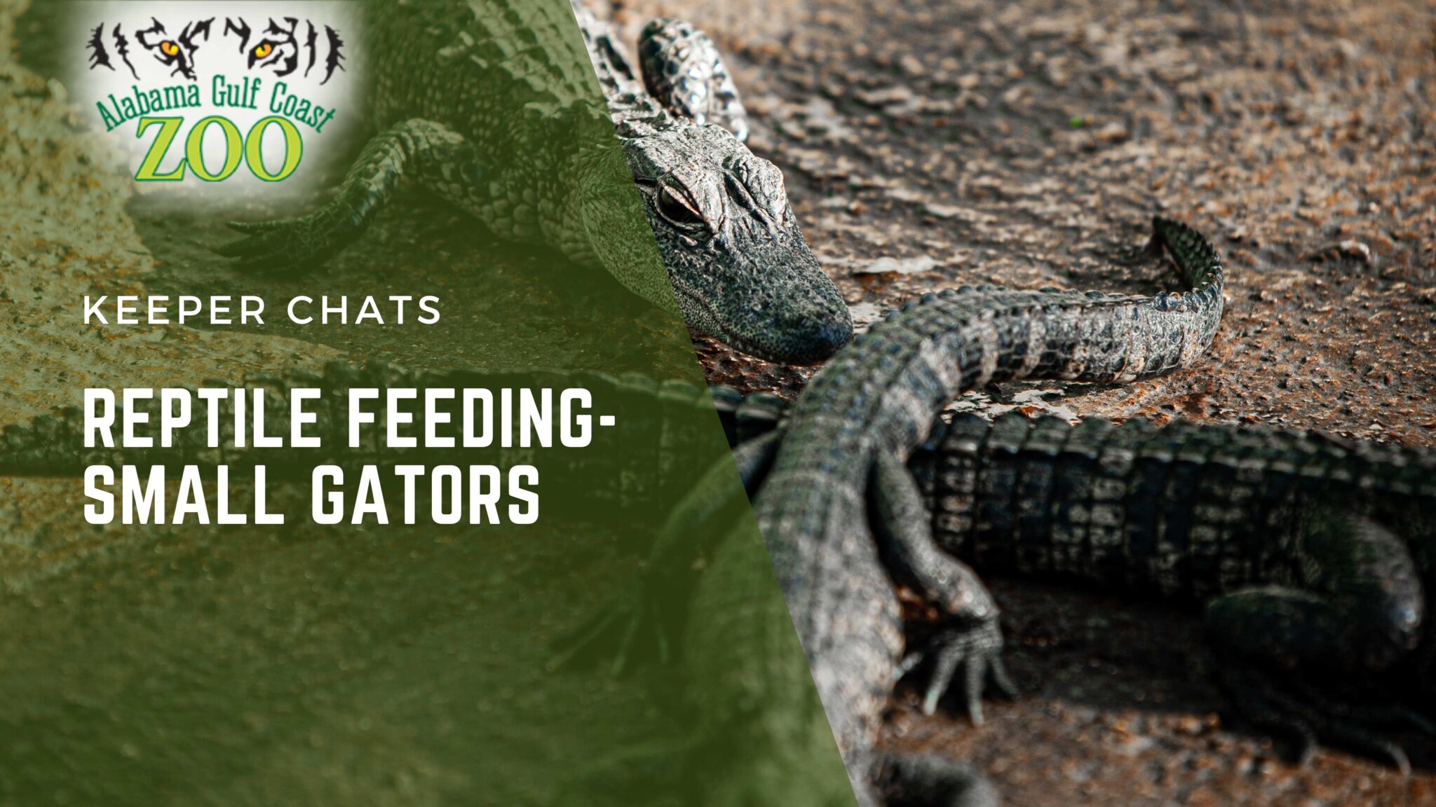 Reptile House Keeper Chat - AL Gulf Coast Zoo