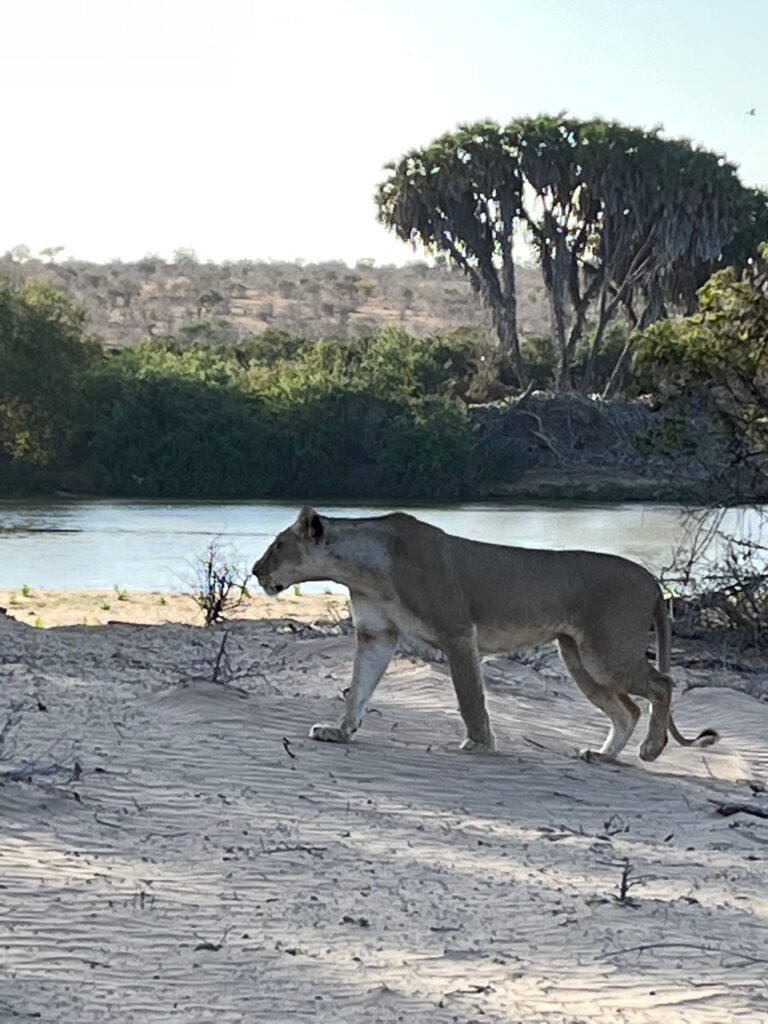 travel to africa tanzania Lion