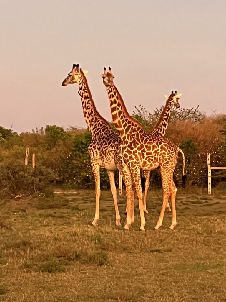 travel to africa tanzania Girrafe
