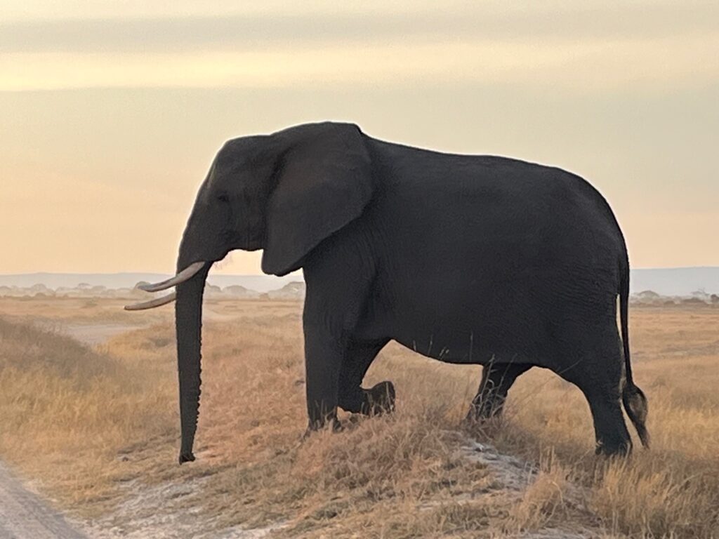 travel to africa tanzania Elephant