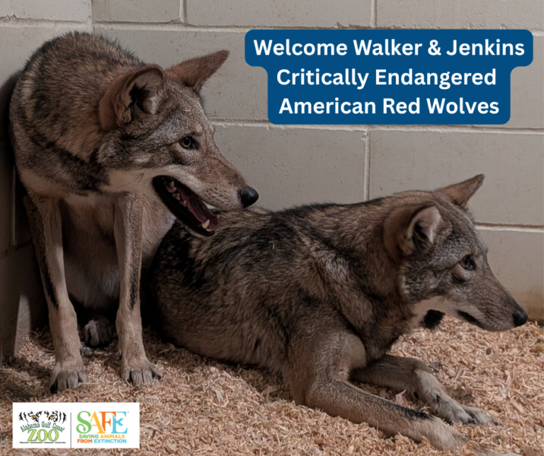 Welcome Walker & Jenkins Critically Endangered American Red Wolves