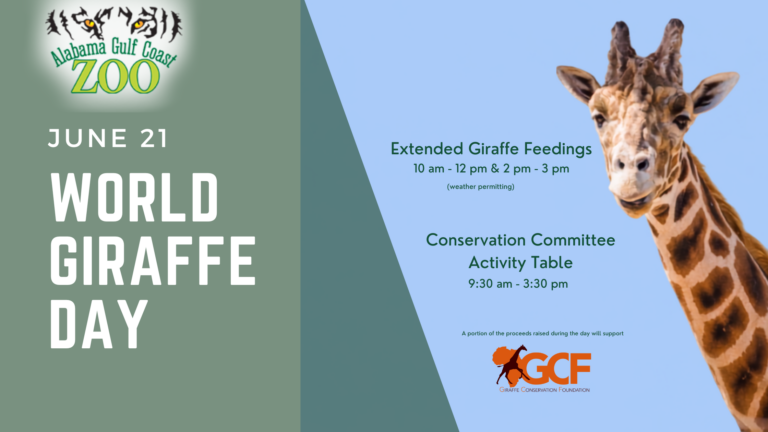 World Giraffe Day