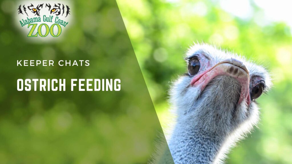 Ostrich Feeding 7-2026