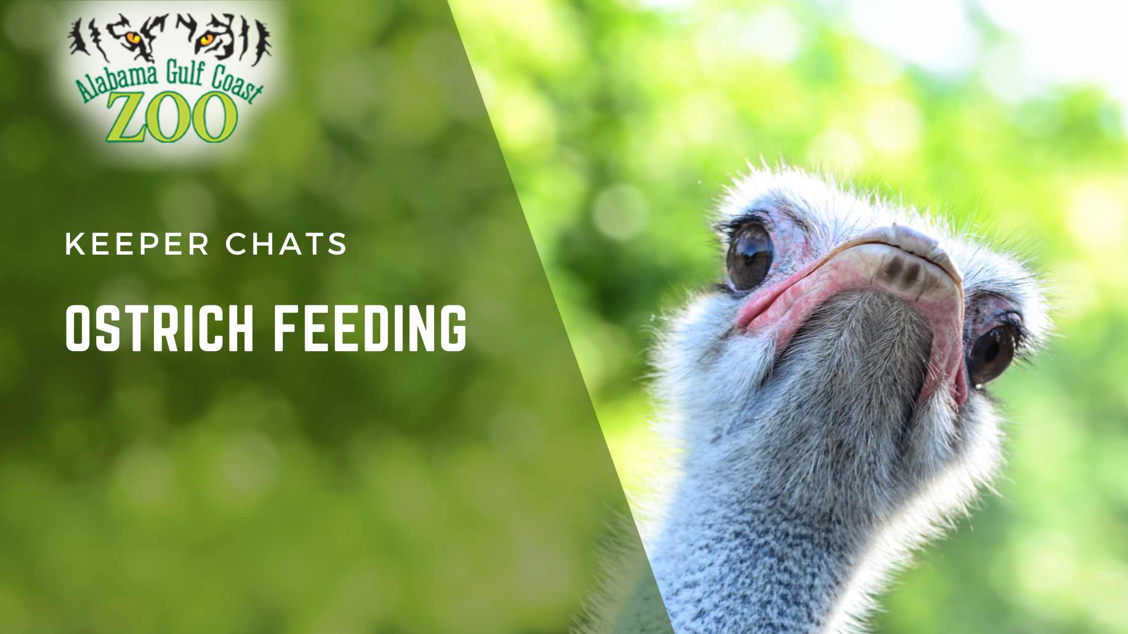 Ostrich Feeding 7-2026