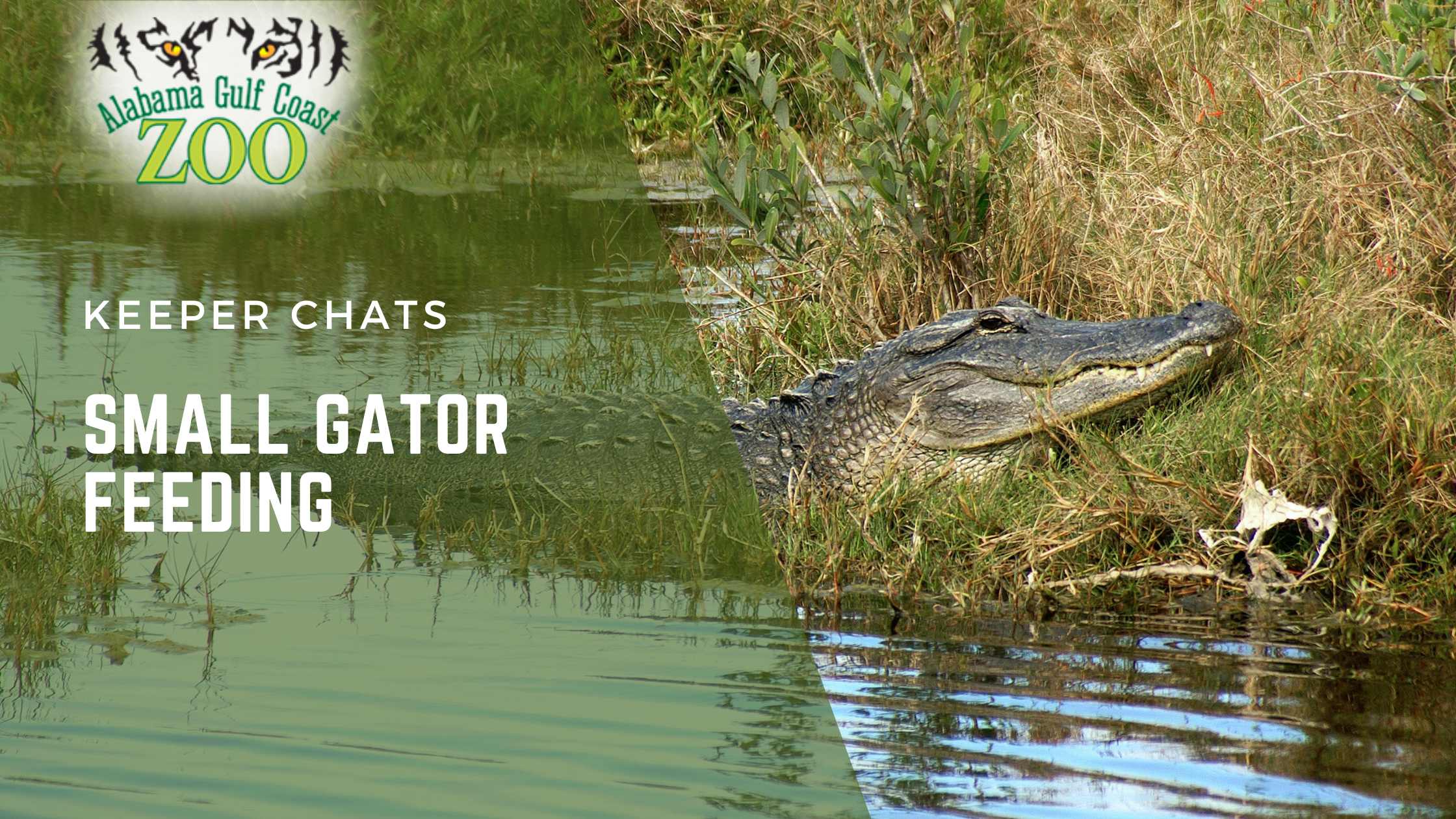Small Gator Feeding 7-2026