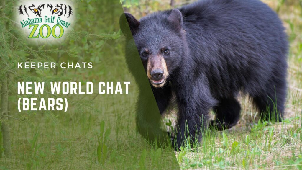 World Chat Bears 7-2026