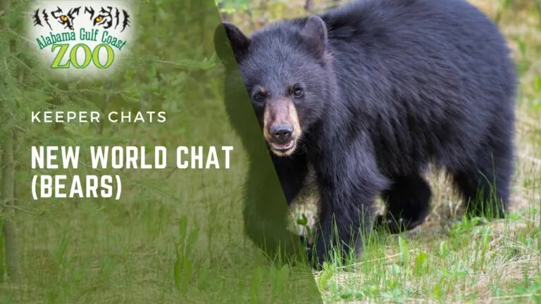 World Chat Bears 7-2026